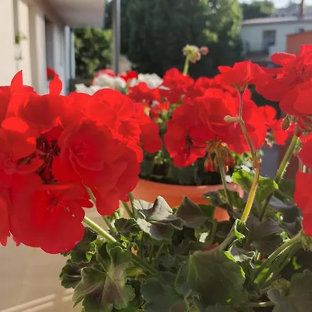 Zita Apartman Διαμέρισμα *